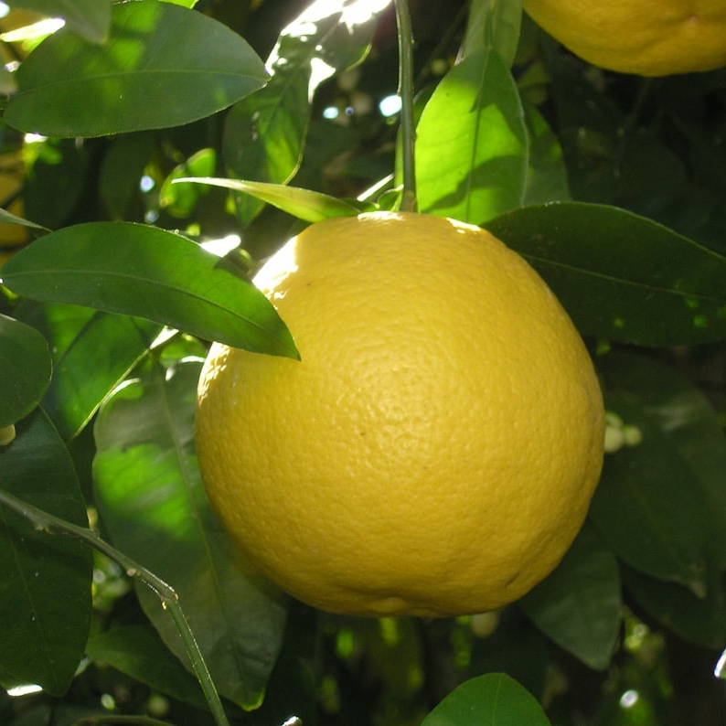 Bergamot