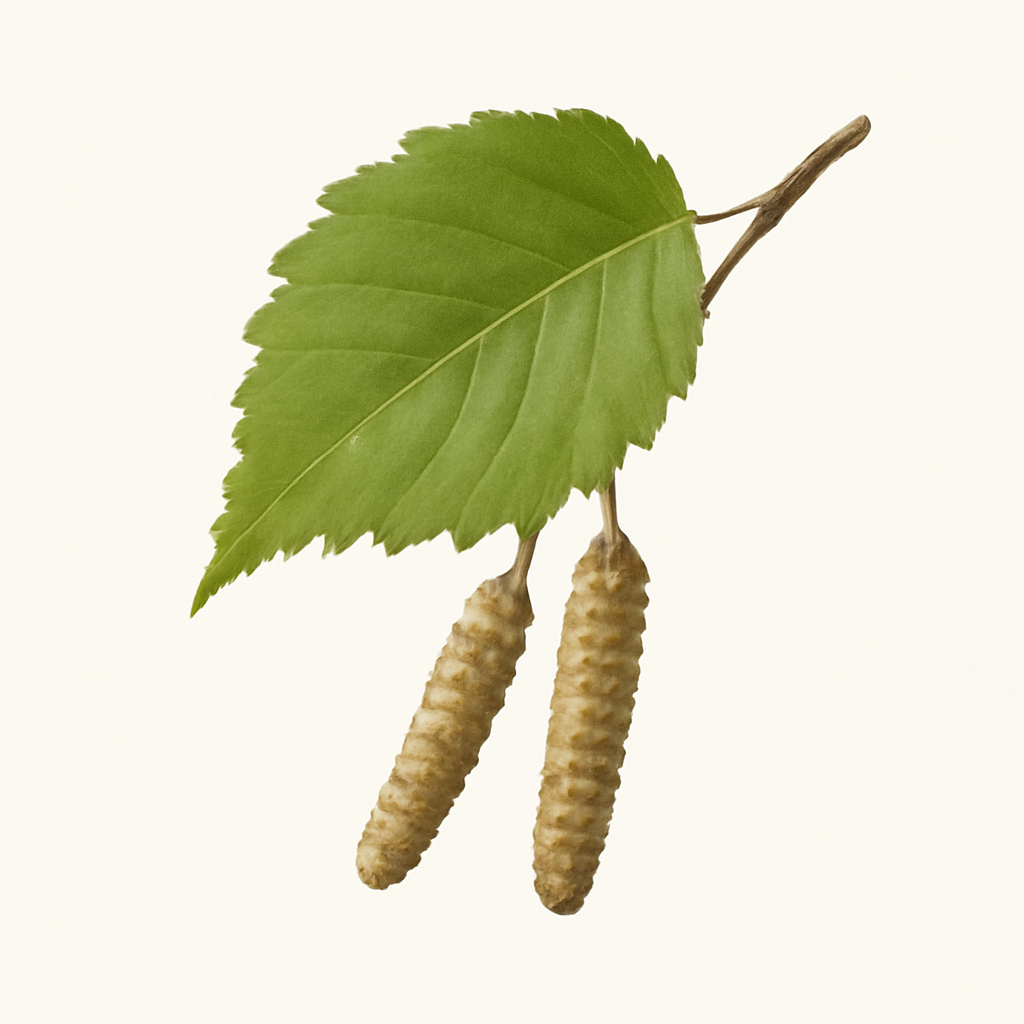 Alder