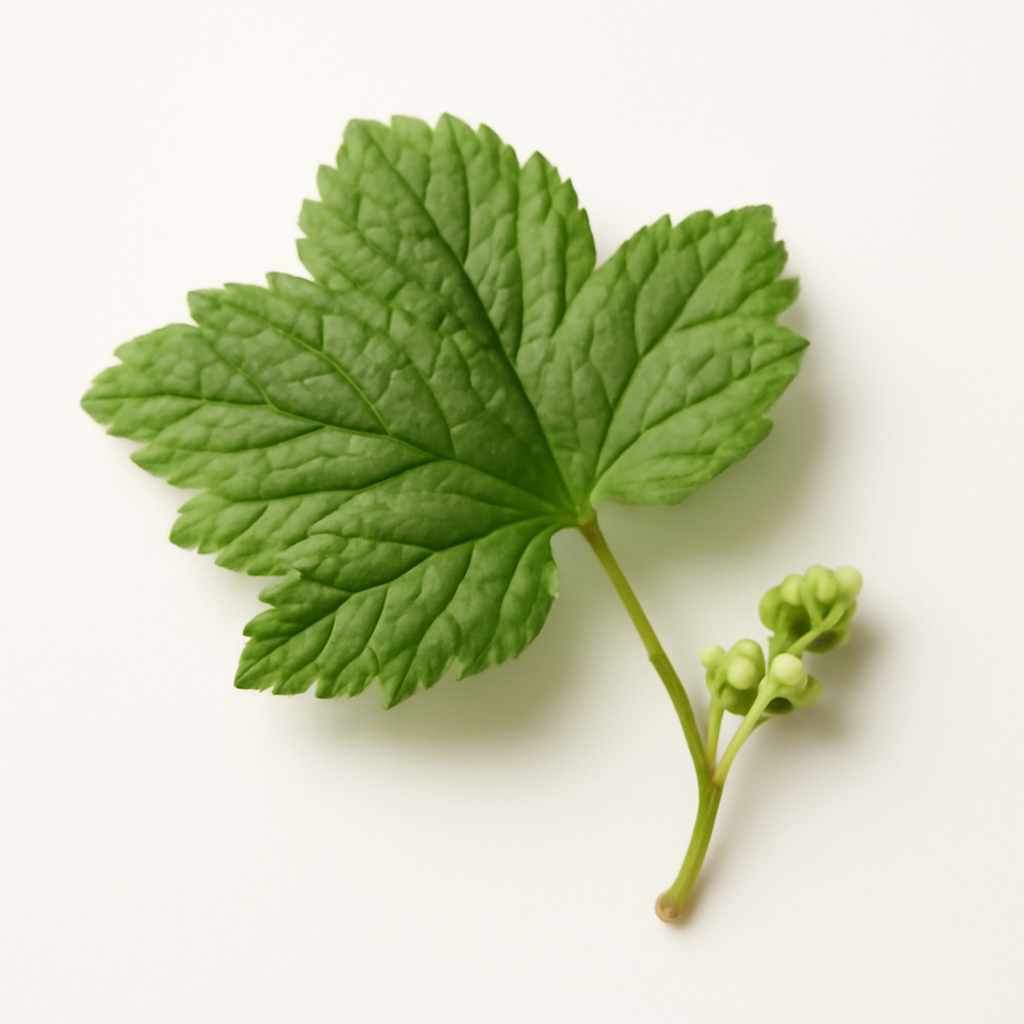 Currant Leaf and Bud