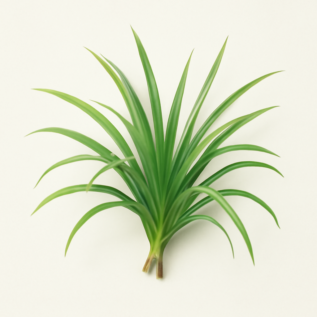 Cypriol Oil or Nagarmotha