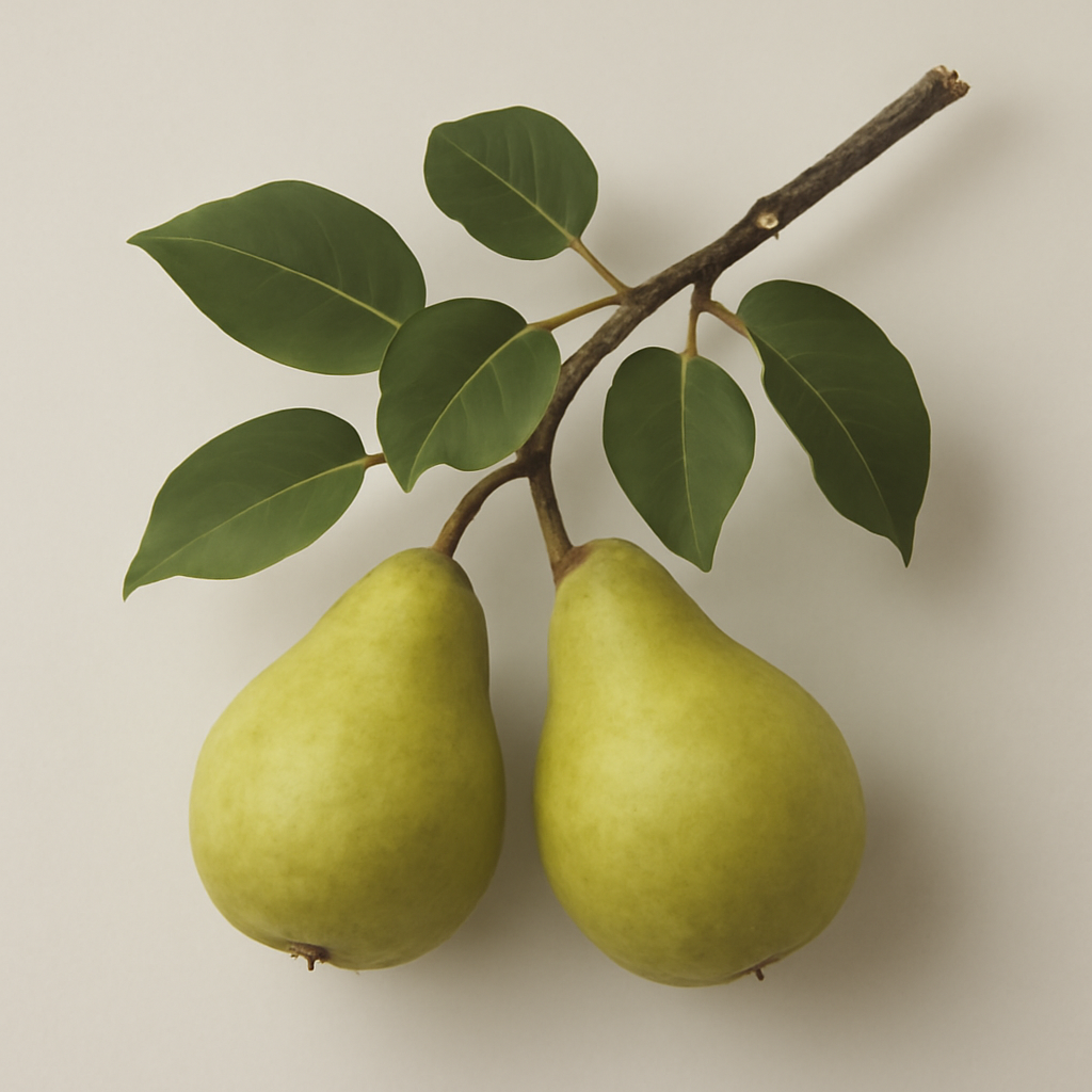 Pear Tree