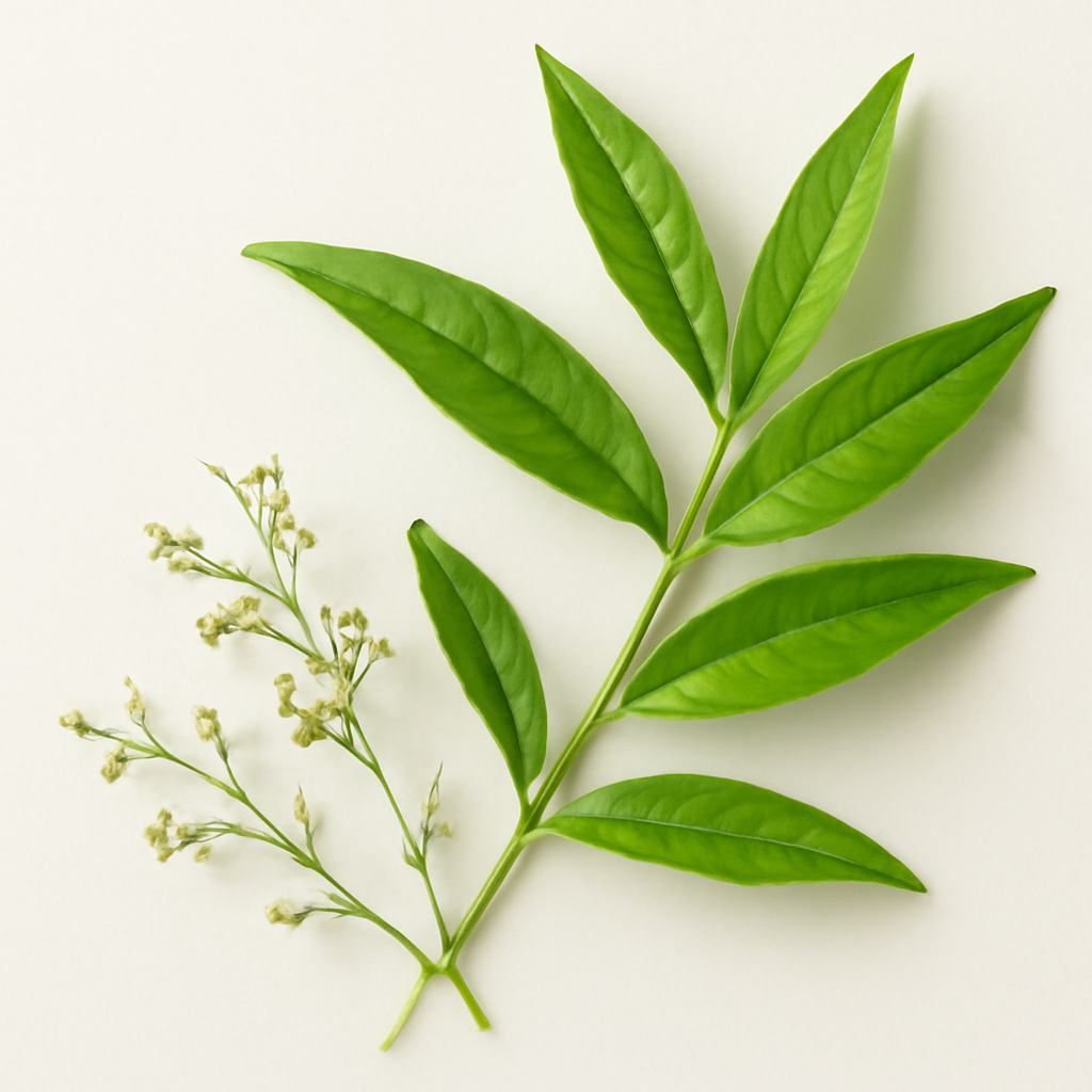 Lemon Verbena