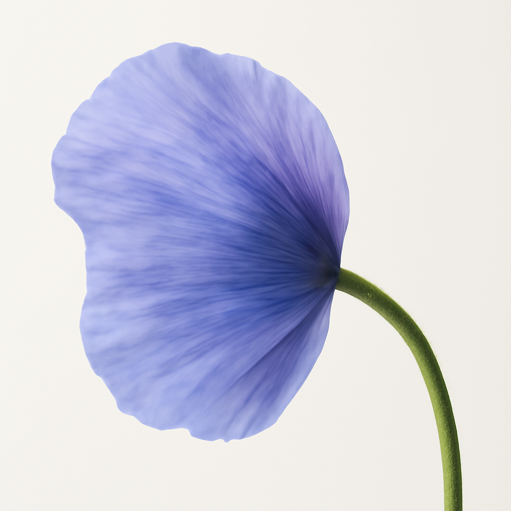 Blue Poppy