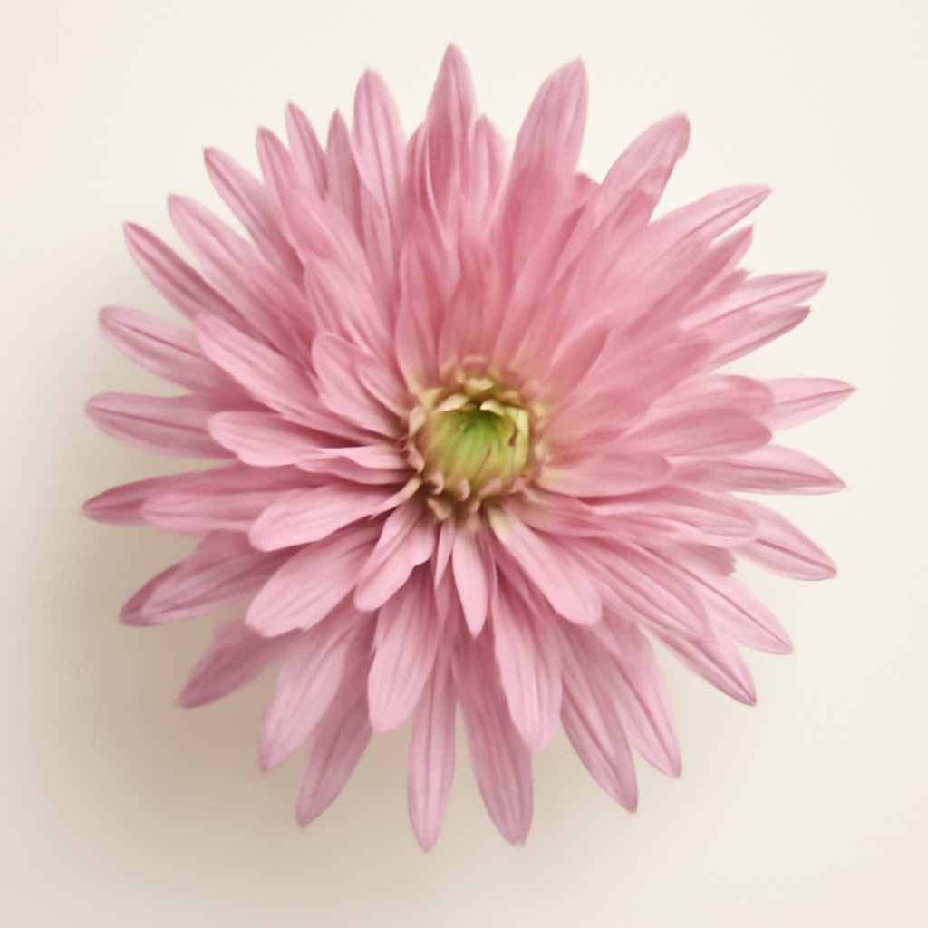 Chrysanthemum