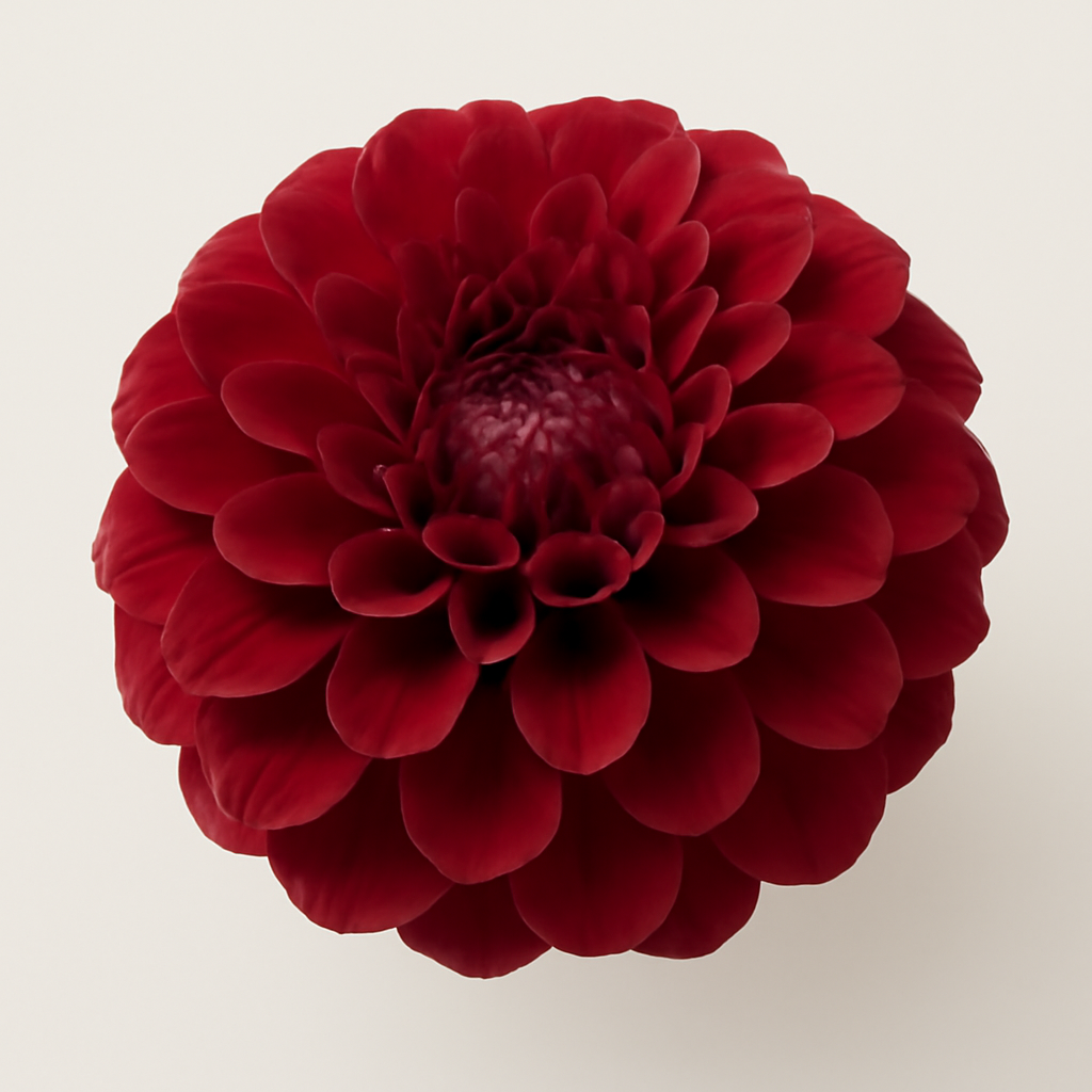Dahlia