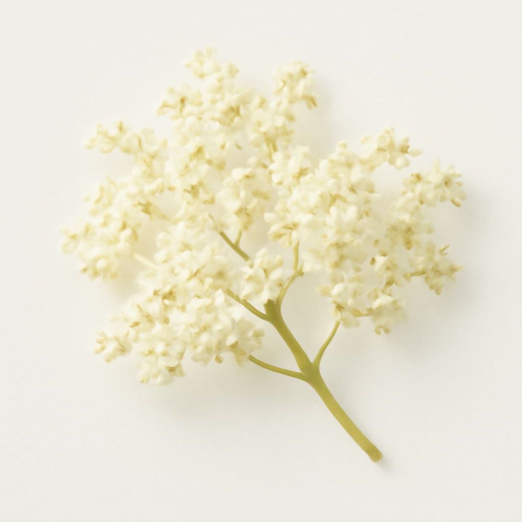 Elderflower