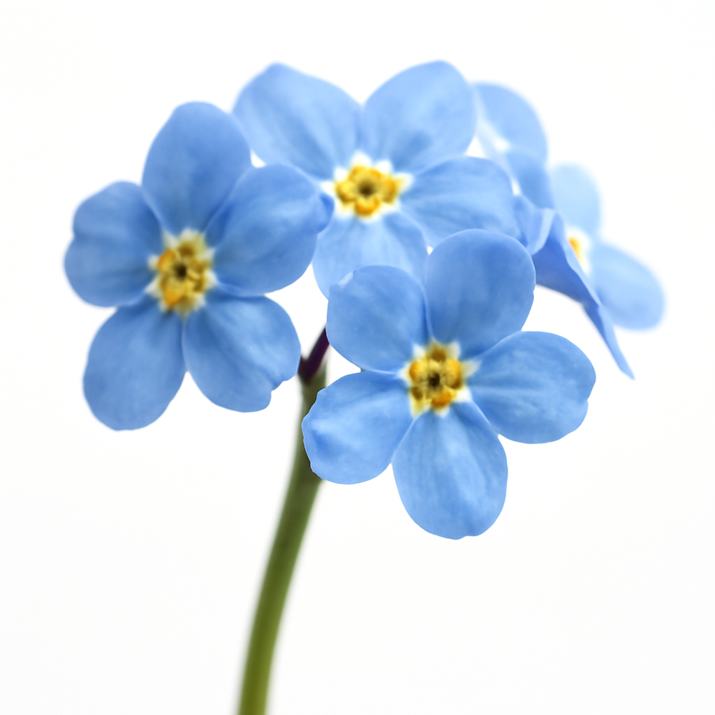 Forget Me Not