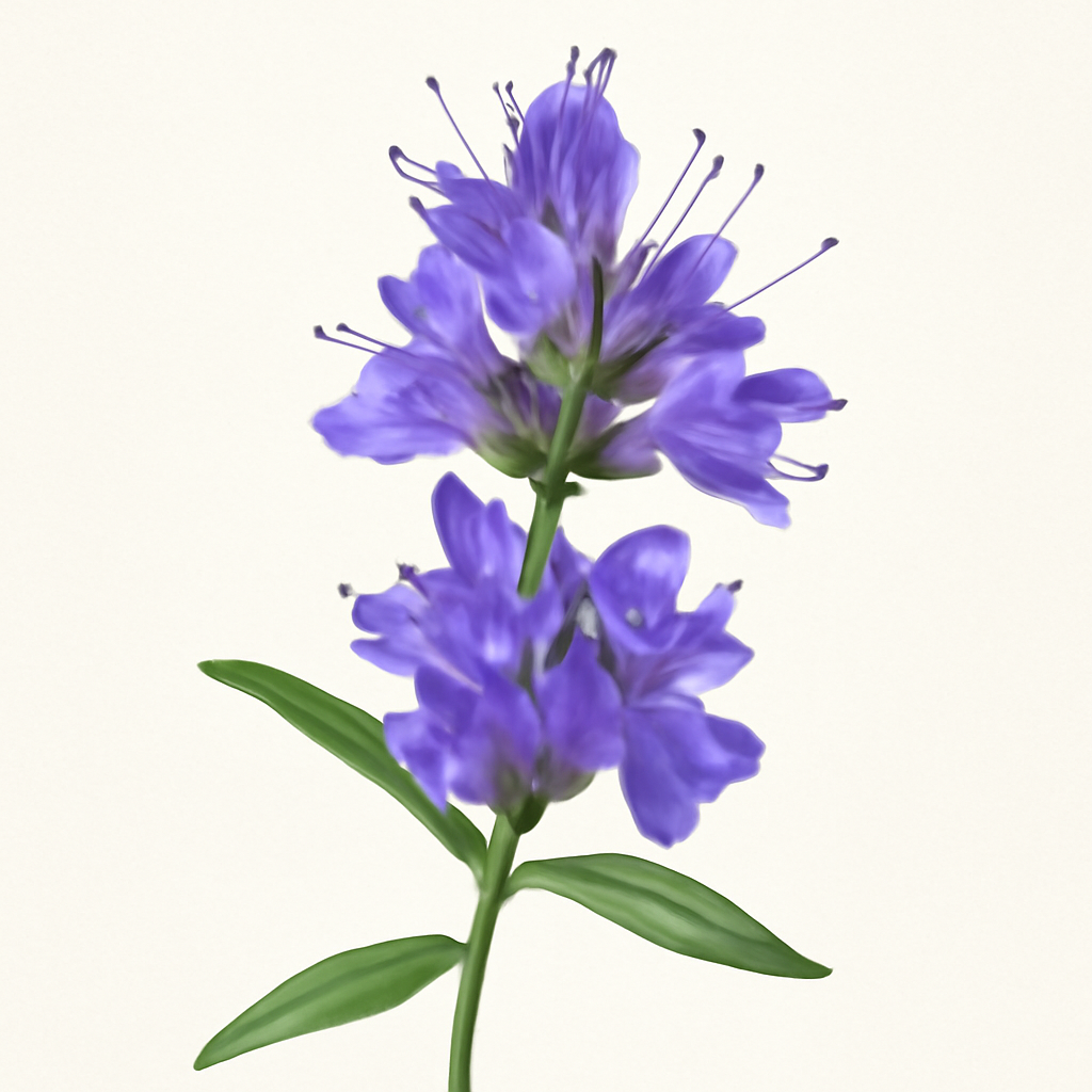 Hyssop