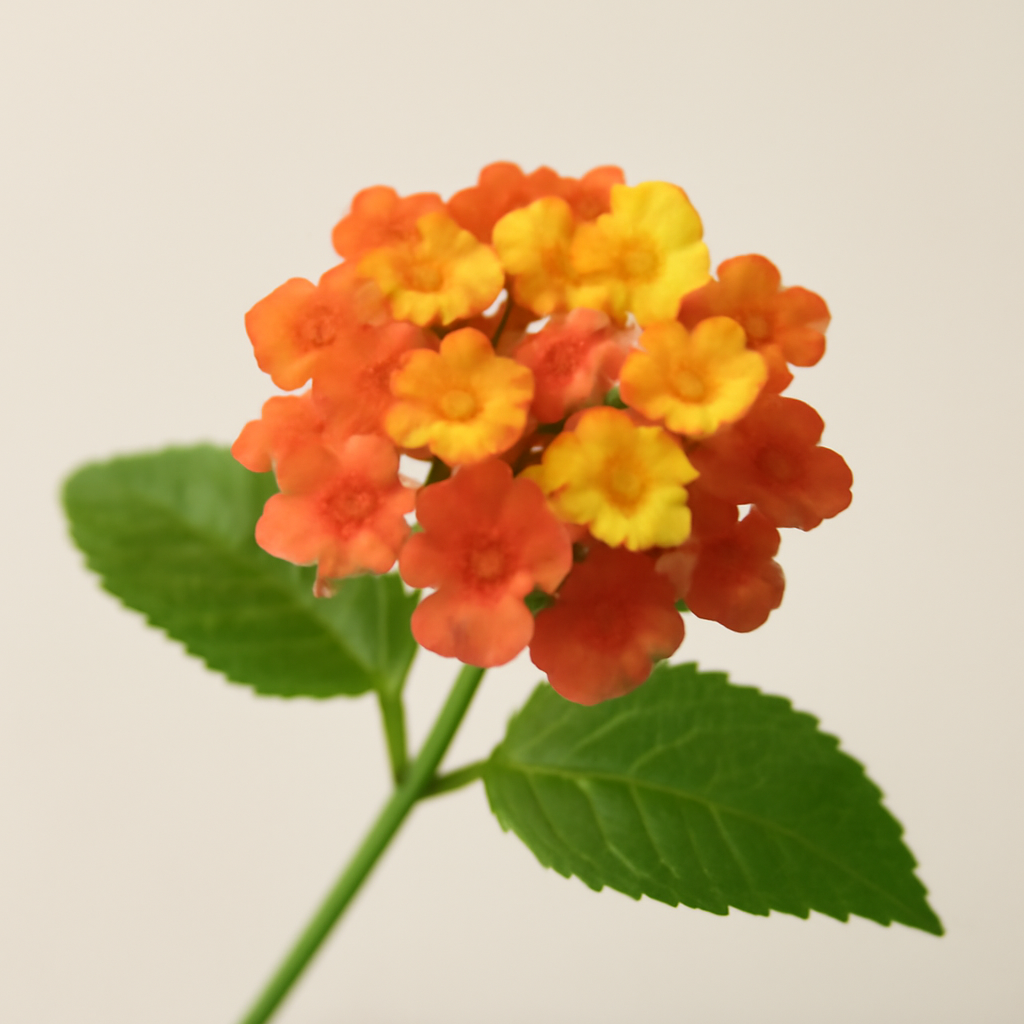 Lantana
