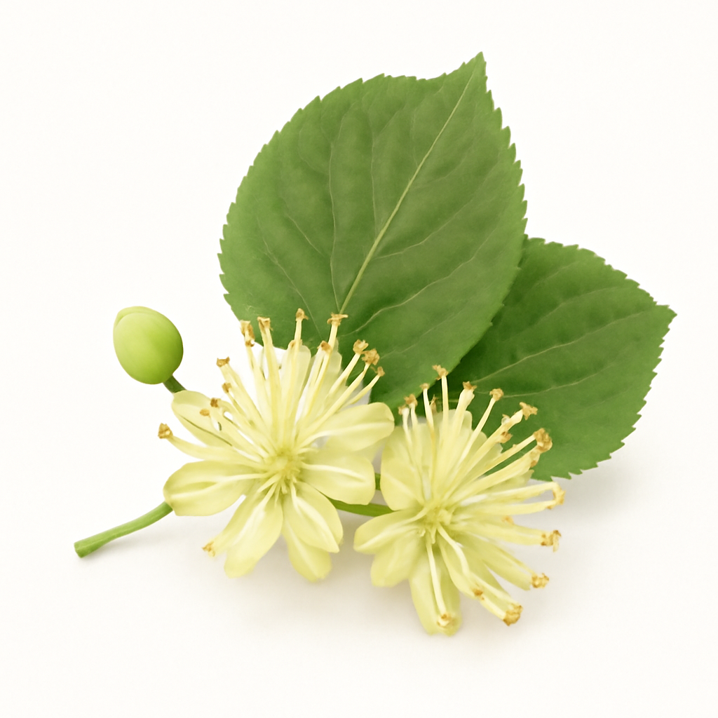Lime (Linden) Blossom
