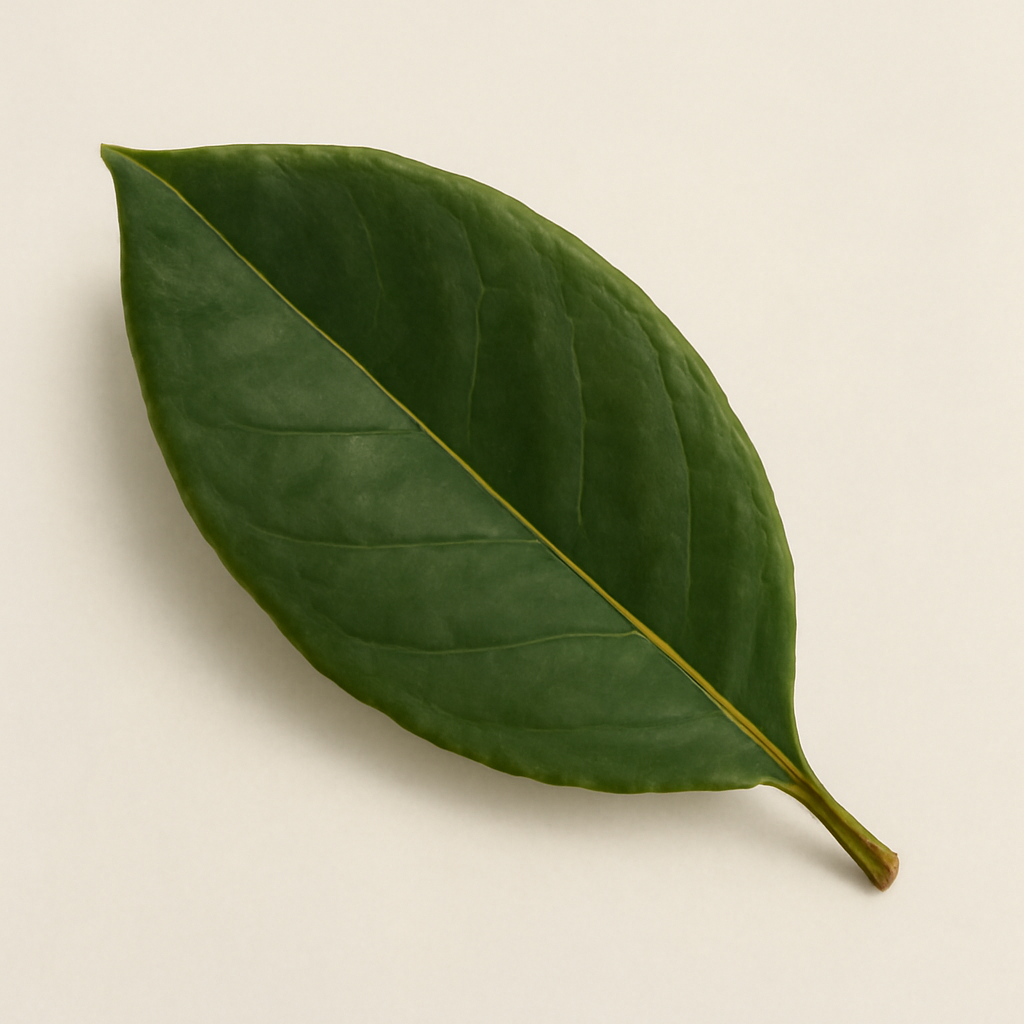Magnolia Leaf