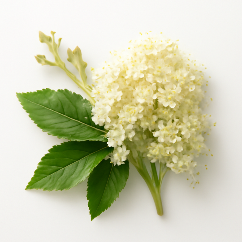 Meadowsweet