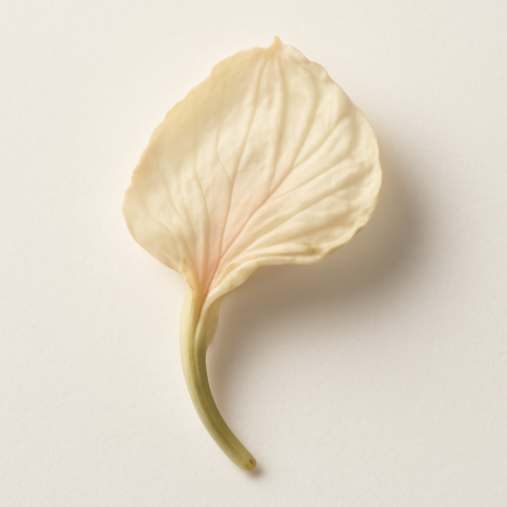 Queen of the Night Flower