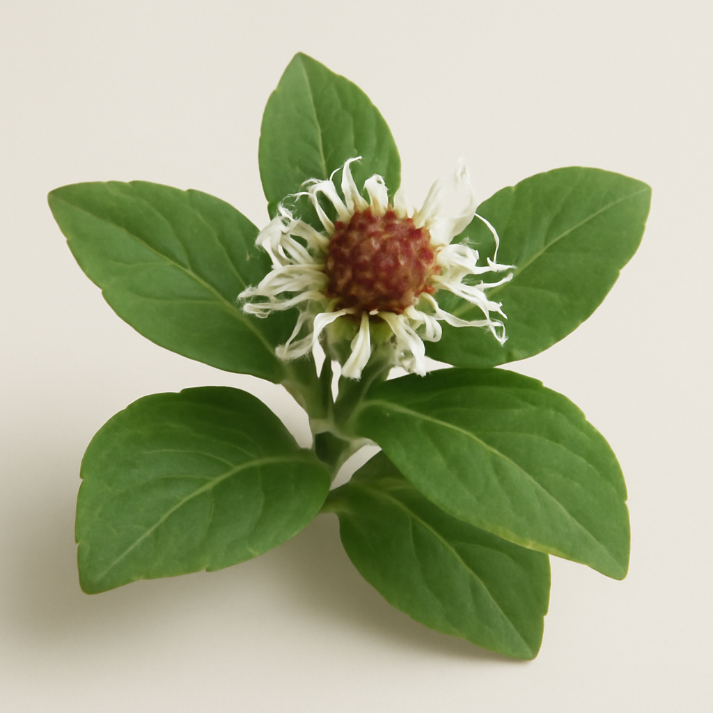 Snakeroot