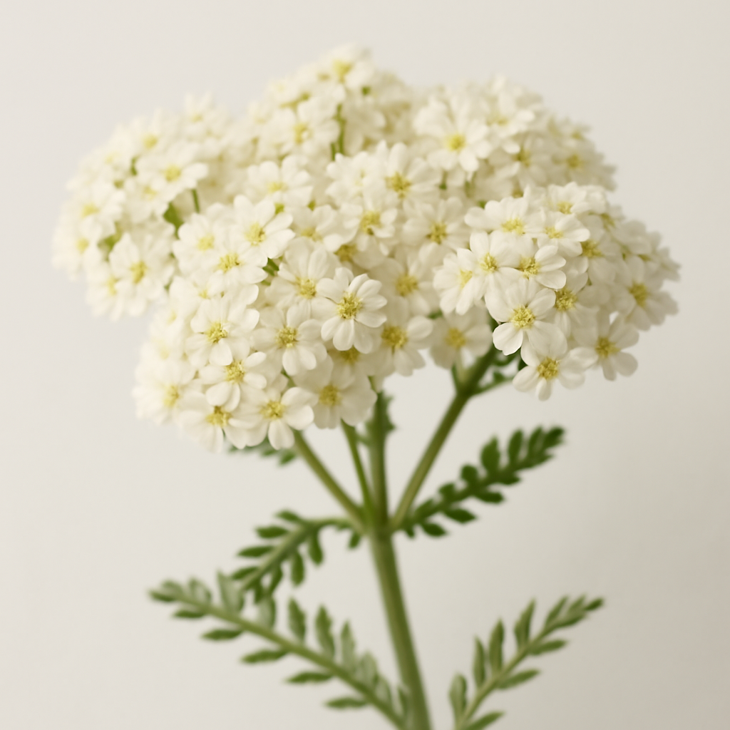Spiraea