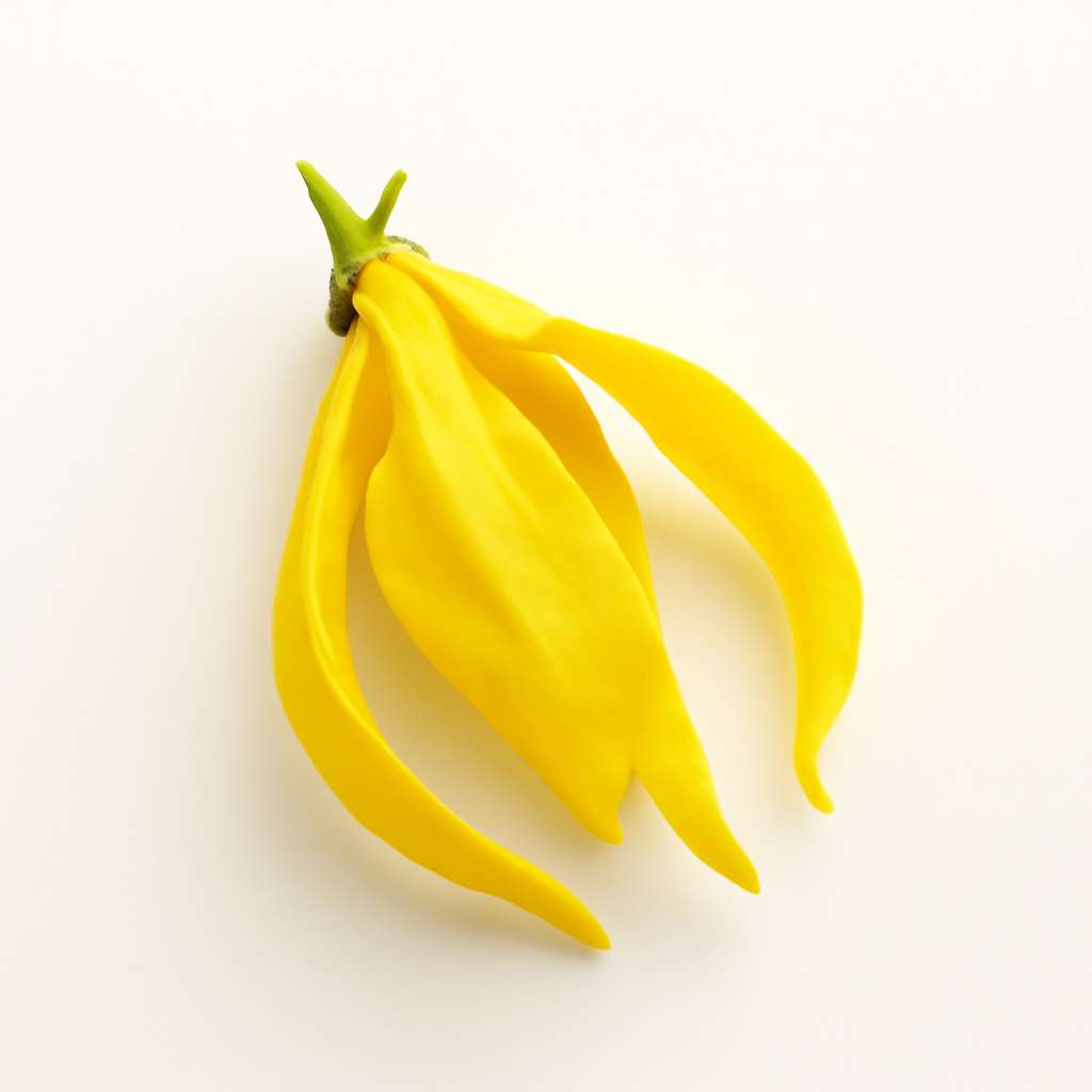 Ylang-Ylang