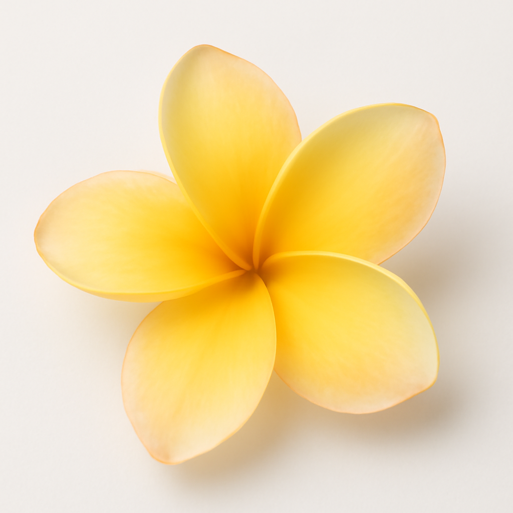 Frangipani