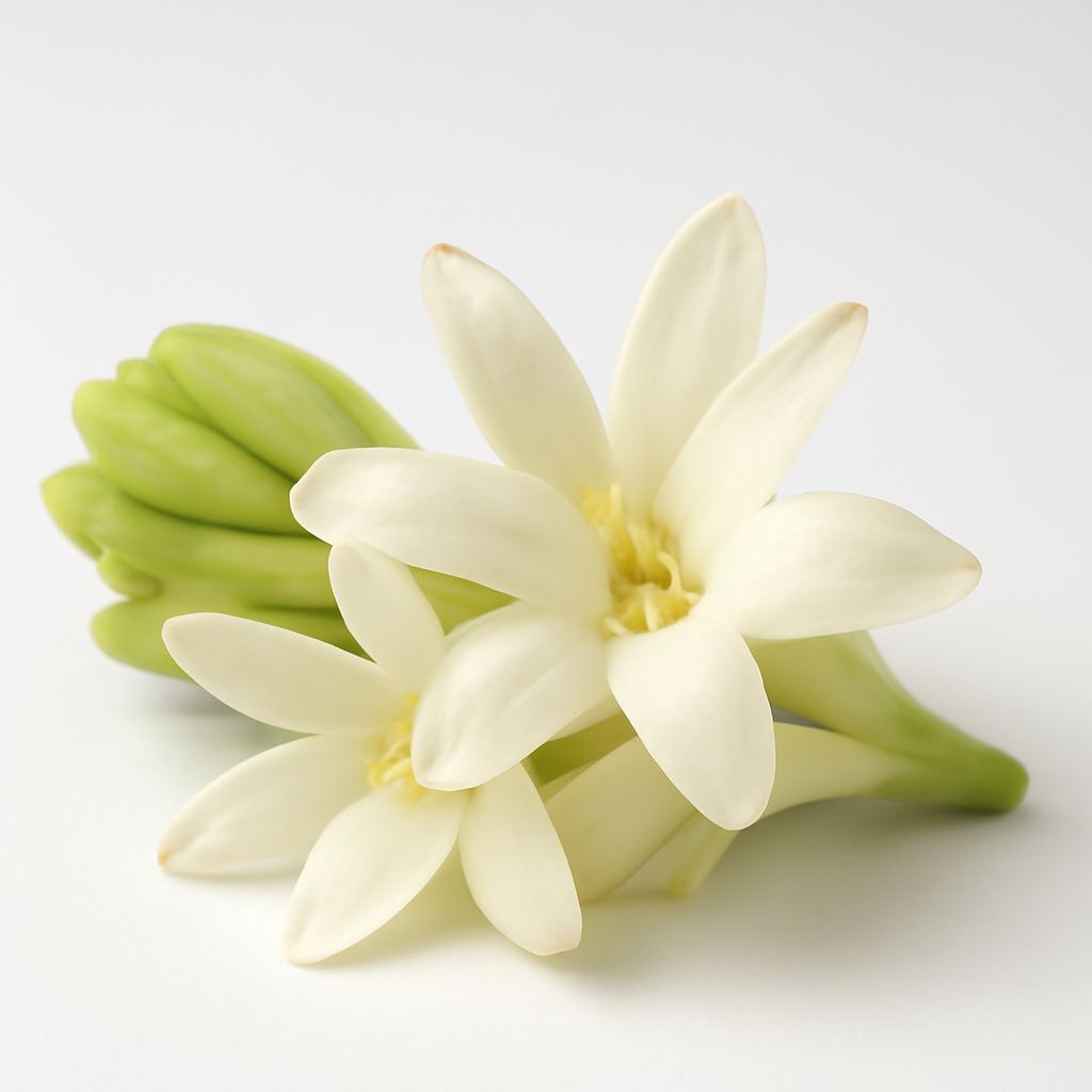 Tuberose