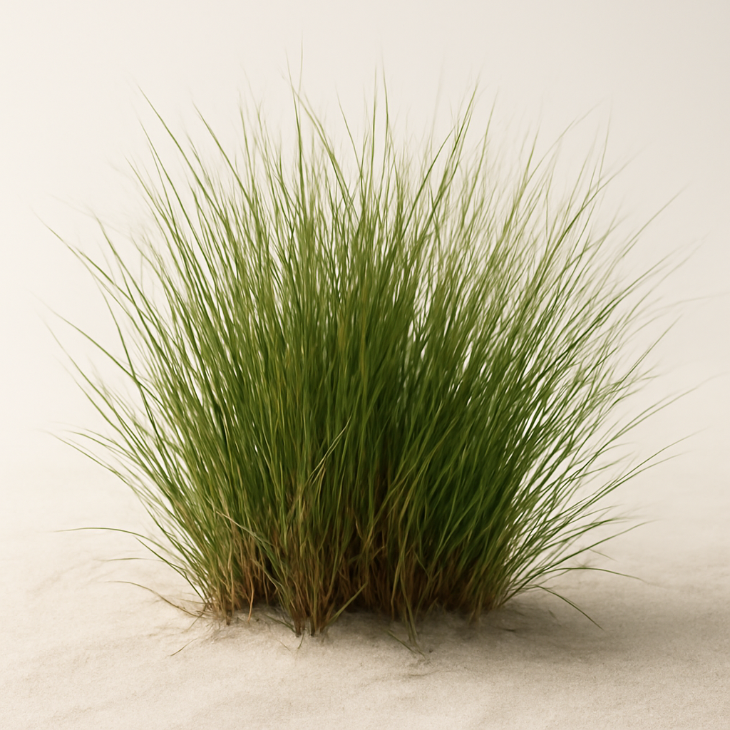 Ammophila (Beach Grass)
