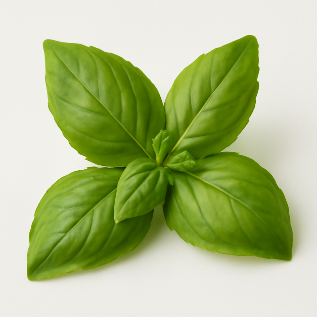 Basil