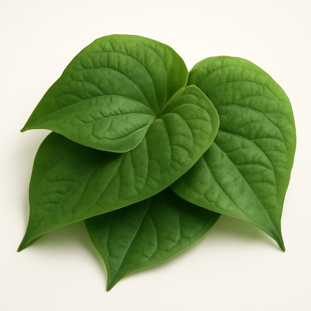 Betel Leaf