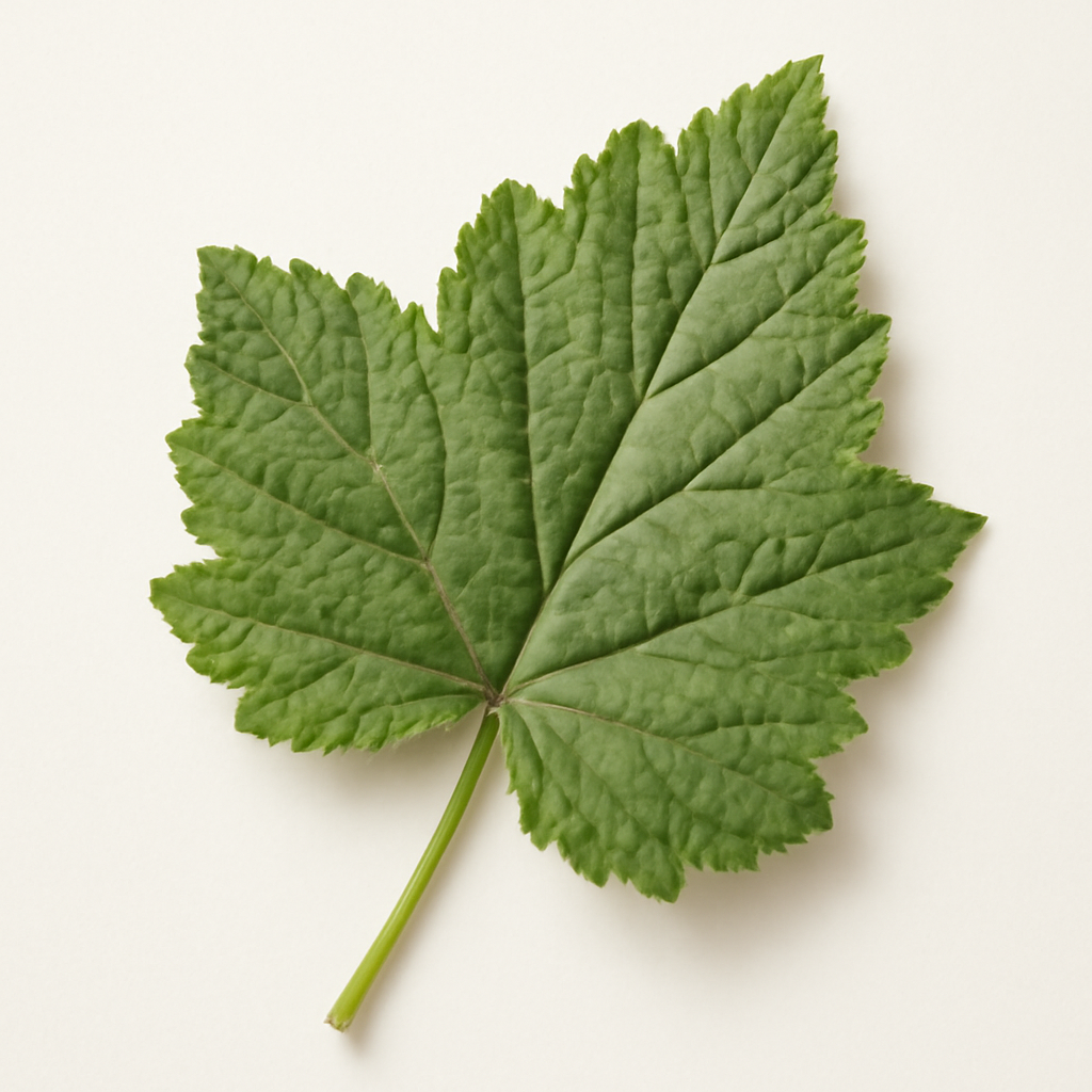Black Currant Leaf