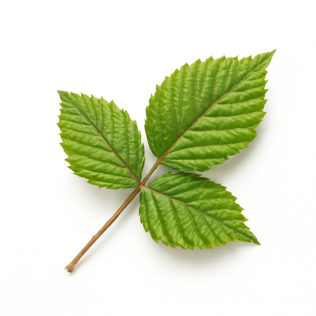 Blackberry Leaf
