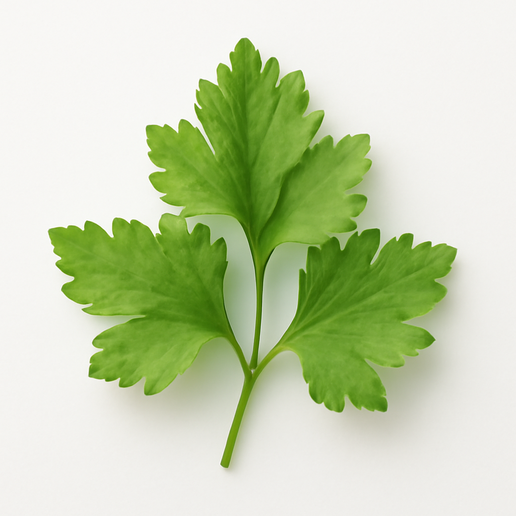 Cilantro