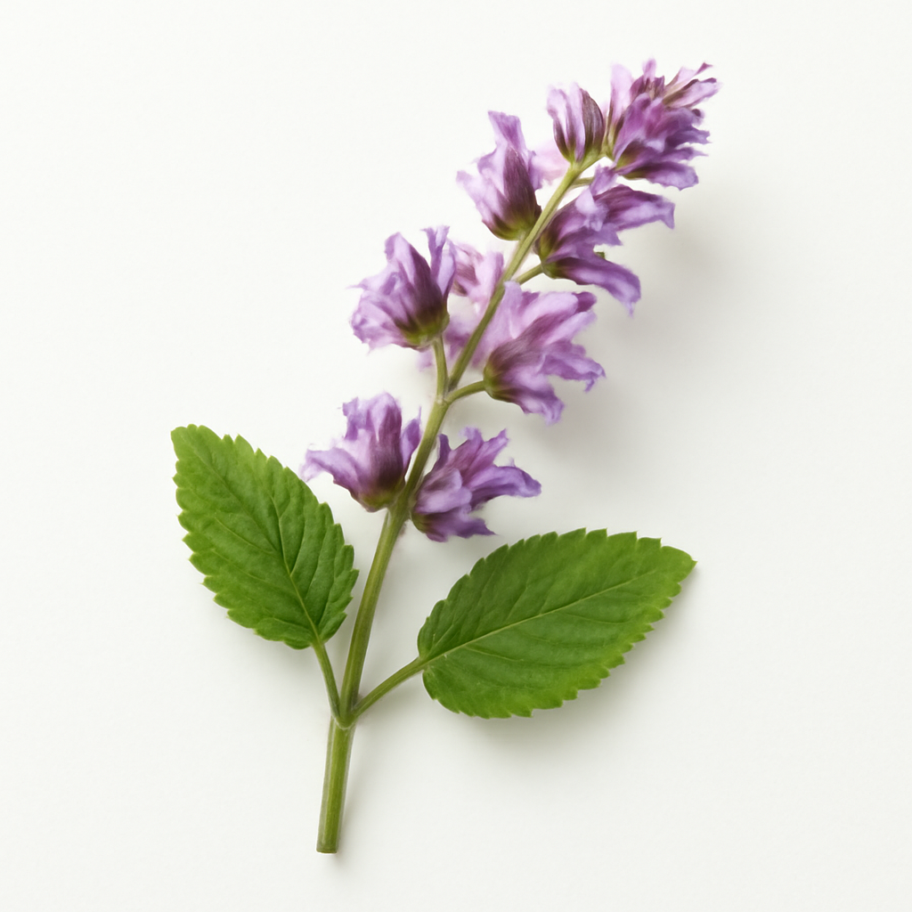 Clary Sage