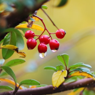 Bearberry