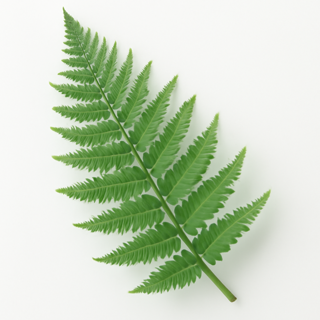 Fern