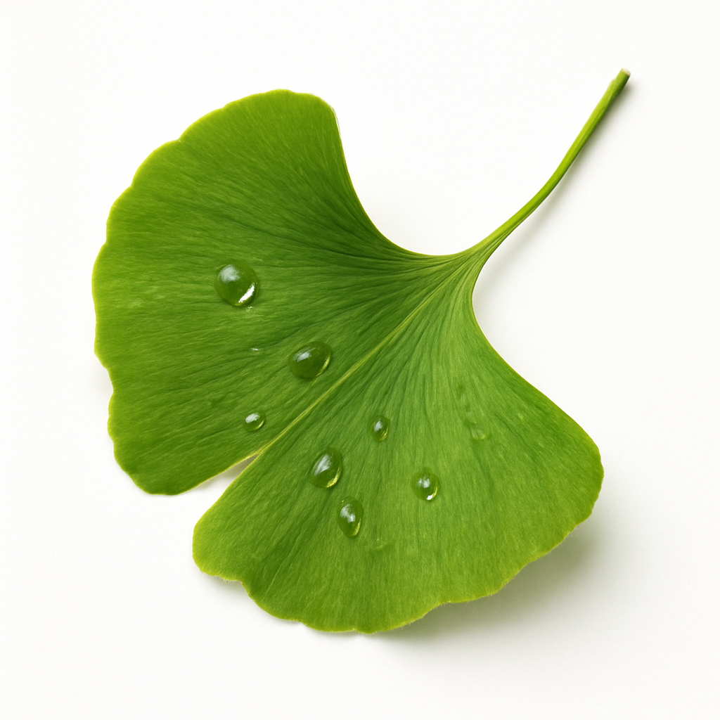 Ginkgo