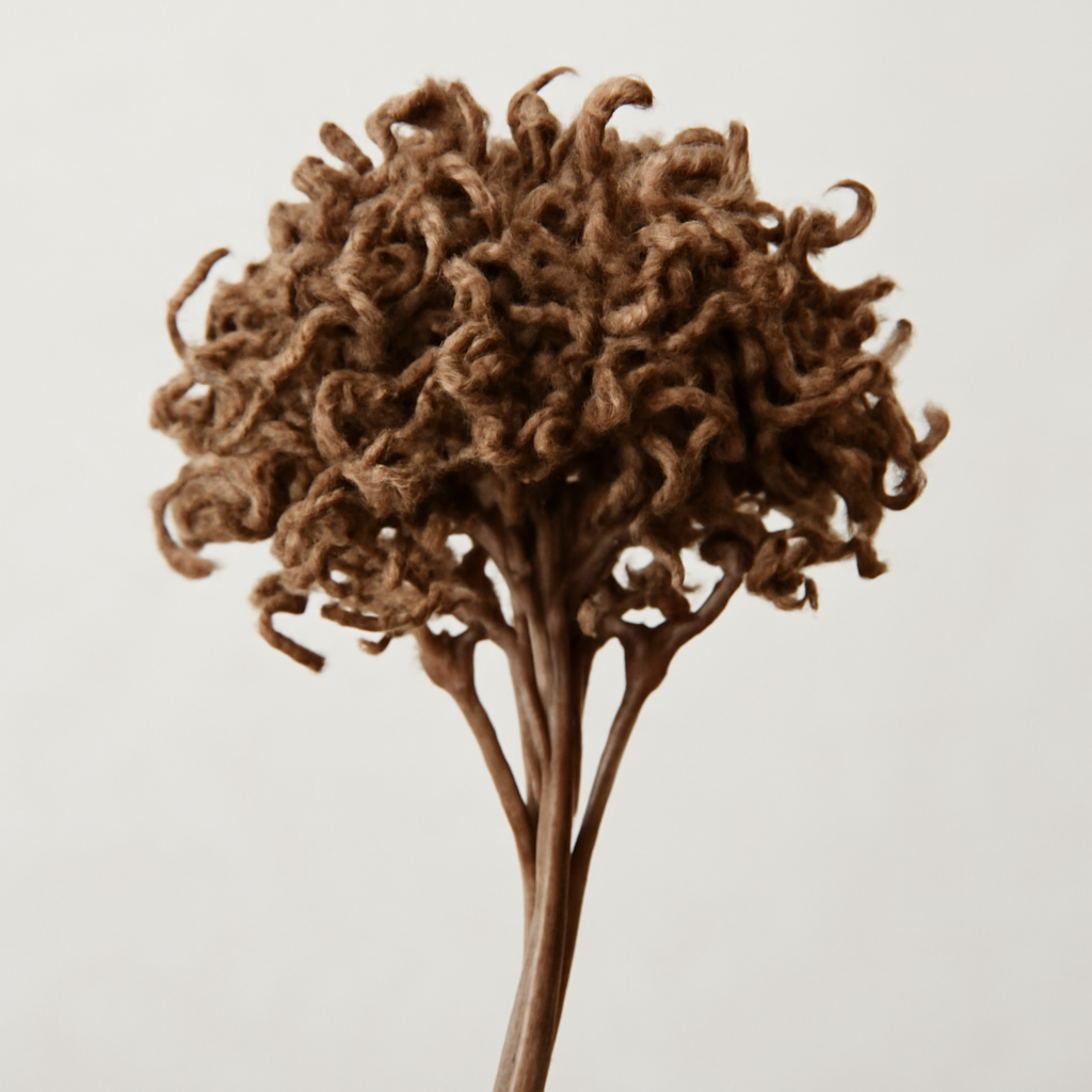 Jatamansi or Spikenard