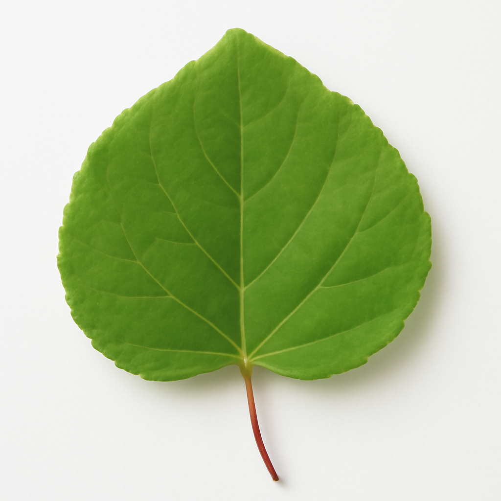 Katsura Leaf