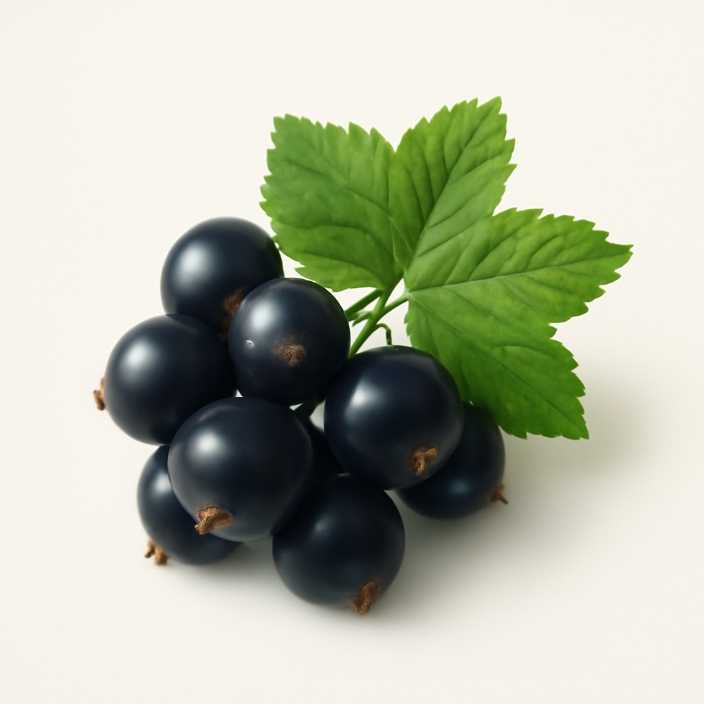 Black Currant