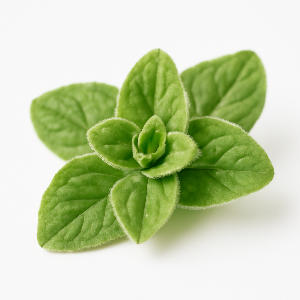 Marjoram