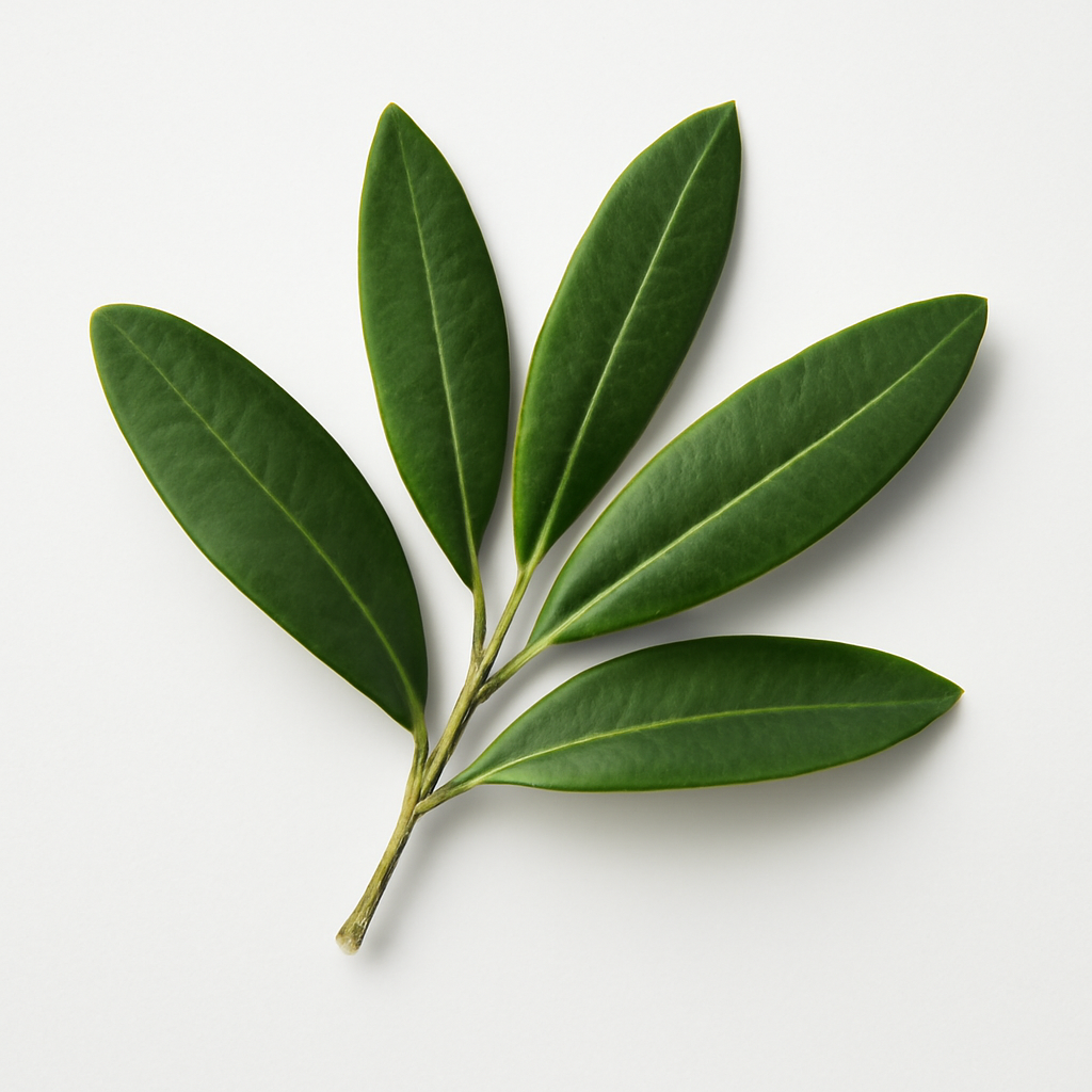 Olive Leaf