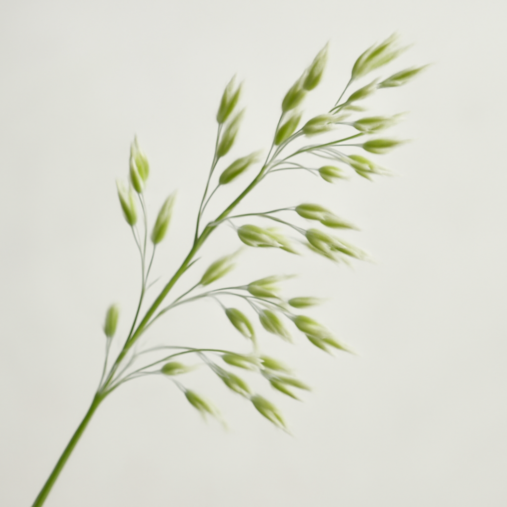 Sweet Grass