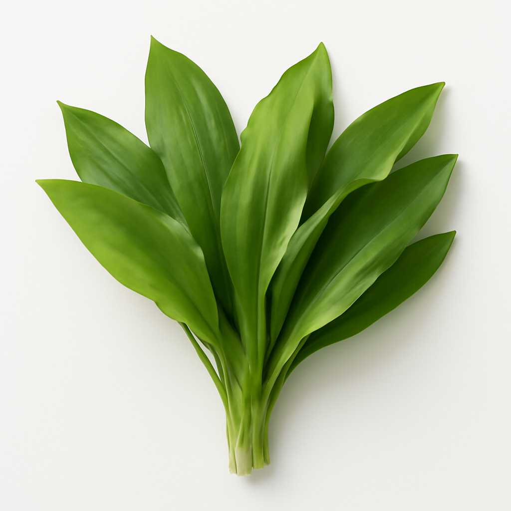 Wild garlic leaf