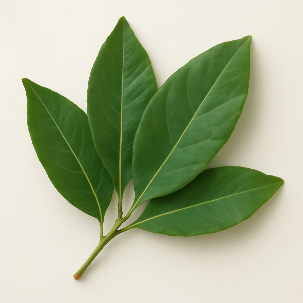 Bay Leaf