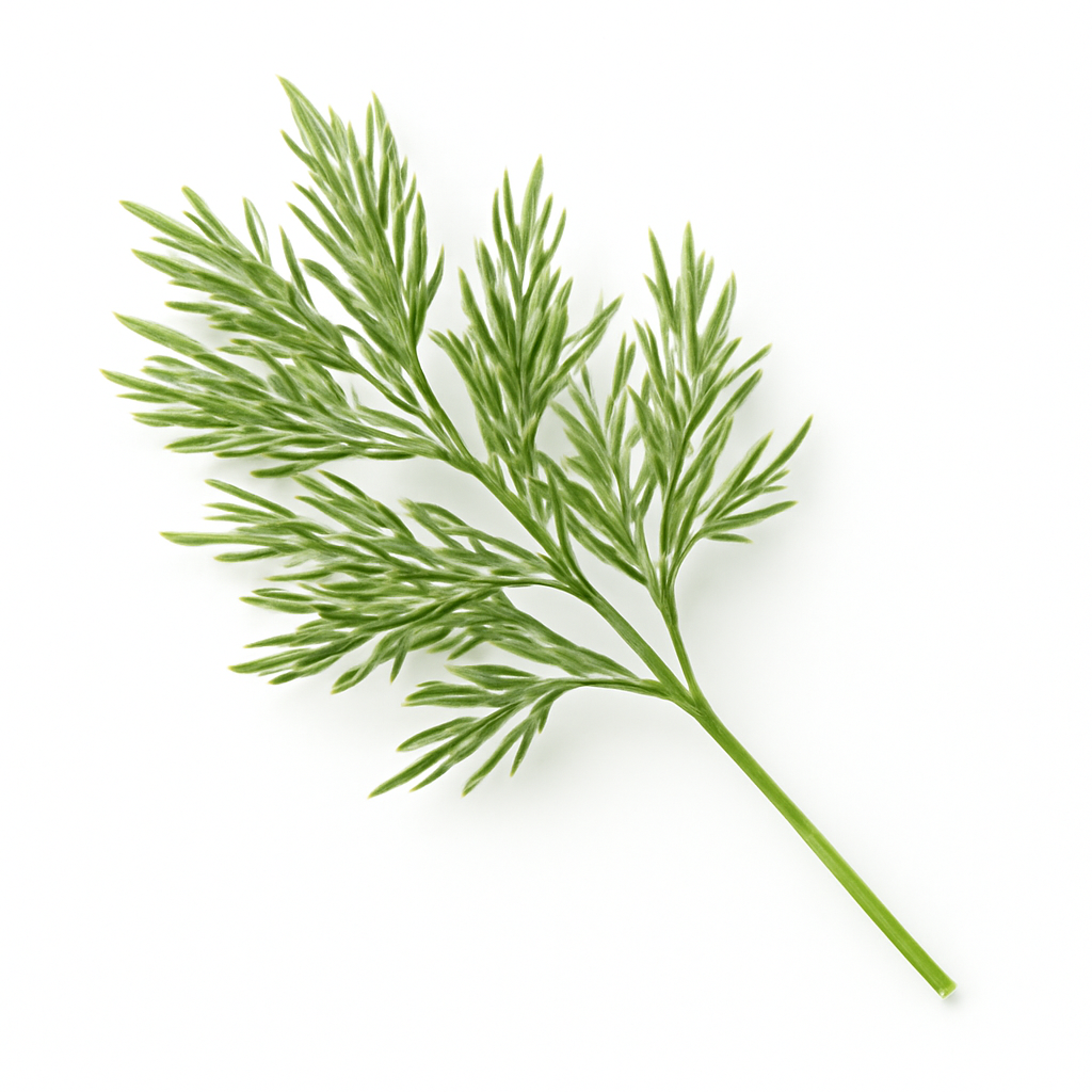 Dill
